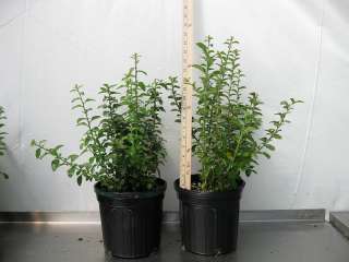 Ten Plants  1 gallon 14 inch Goji Berry Wolfberry  