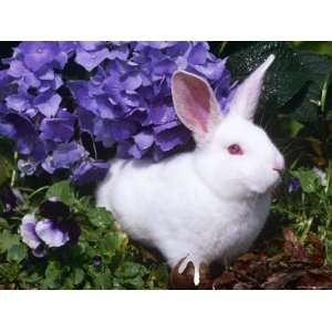  Domestic New Zealand Rabbit, Amongst Hydrangea, USA 