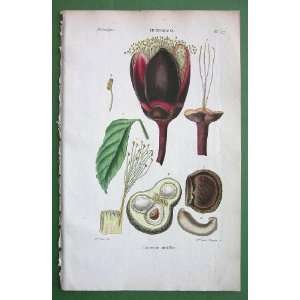 BOTANY Butter nut of Guiana Caryocar Nuciferum   1846 H/C Hand Colored 