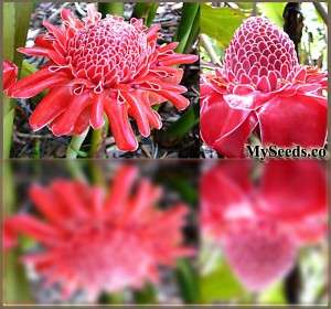EXOTIC RED Torch Ginger PLANT seeds GREENHOUSE & INDOOR  