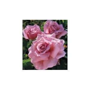  Memorial Day Rose Seeds Packet Patio, Lawn & Garden
