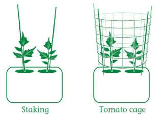 Green Terrafirma Grow Bag Tomato Kit  