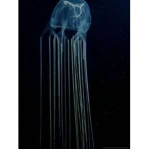  Box Jellyfish or Sea Wasp, Poisonous, Australia 