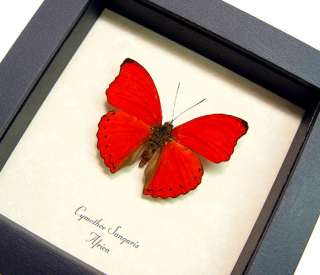 RED HEART REAL FRAMED BUTTERFLY CYMOTHOE SANGARIS 397  