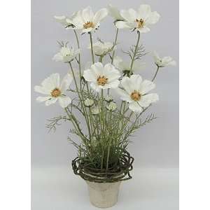  Silk Cosmos Flowers Potted White