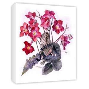 Streptocarpus, c.1985 (w/c on paper) by   Canvas   Medium   30x45cm 