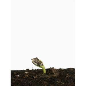 Sunflower Seed Germinating Showing the Emerging Plant (Helianthus 
