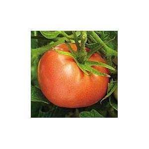   Certified Organic Peron Sprayless Slicer Tomato Patio, Lawn & Garden