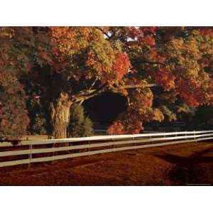 An Autumn View of a White Wooden Fence and a Maple Tree in 